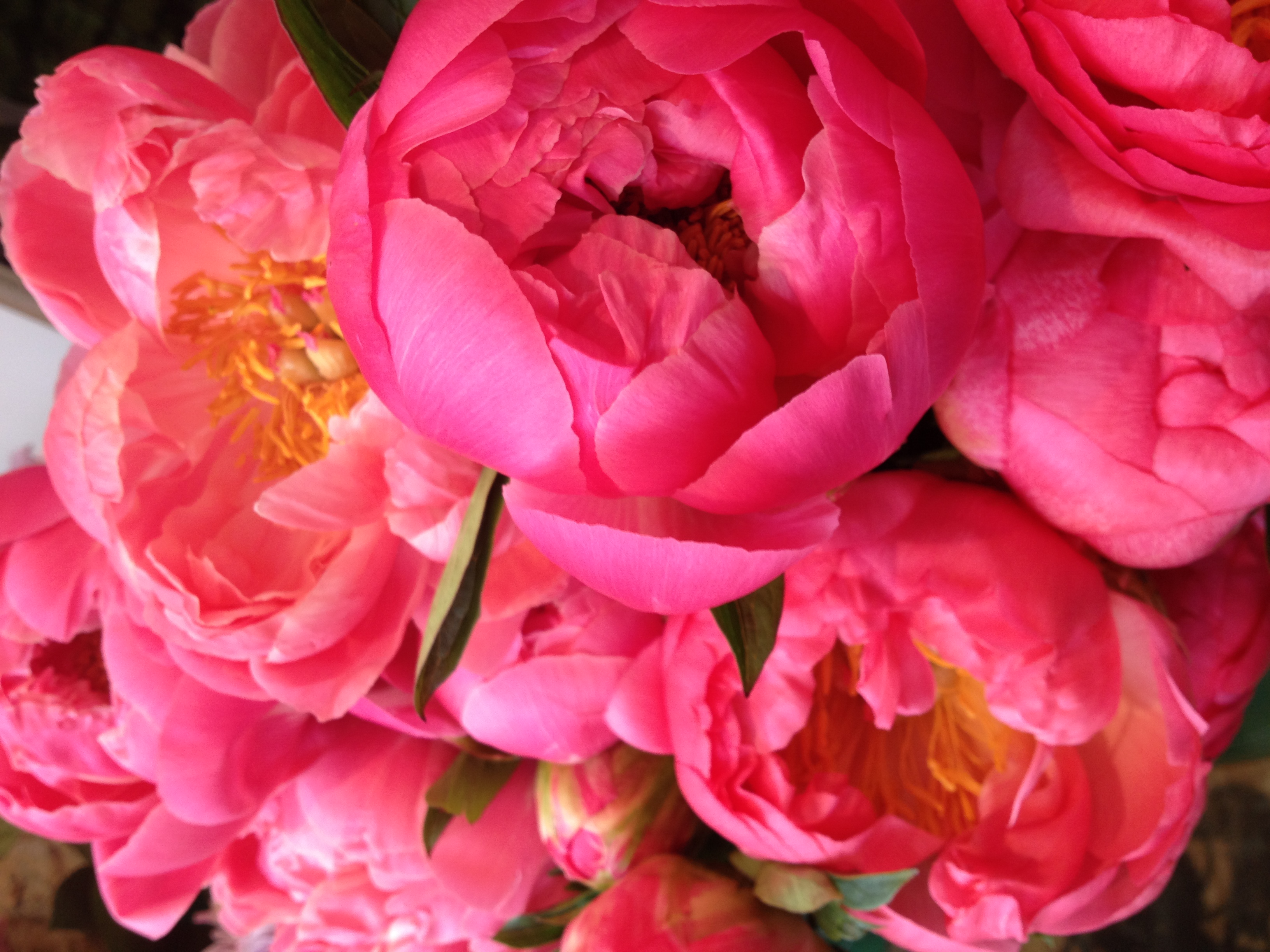 Peony Alternatives for your Wedding