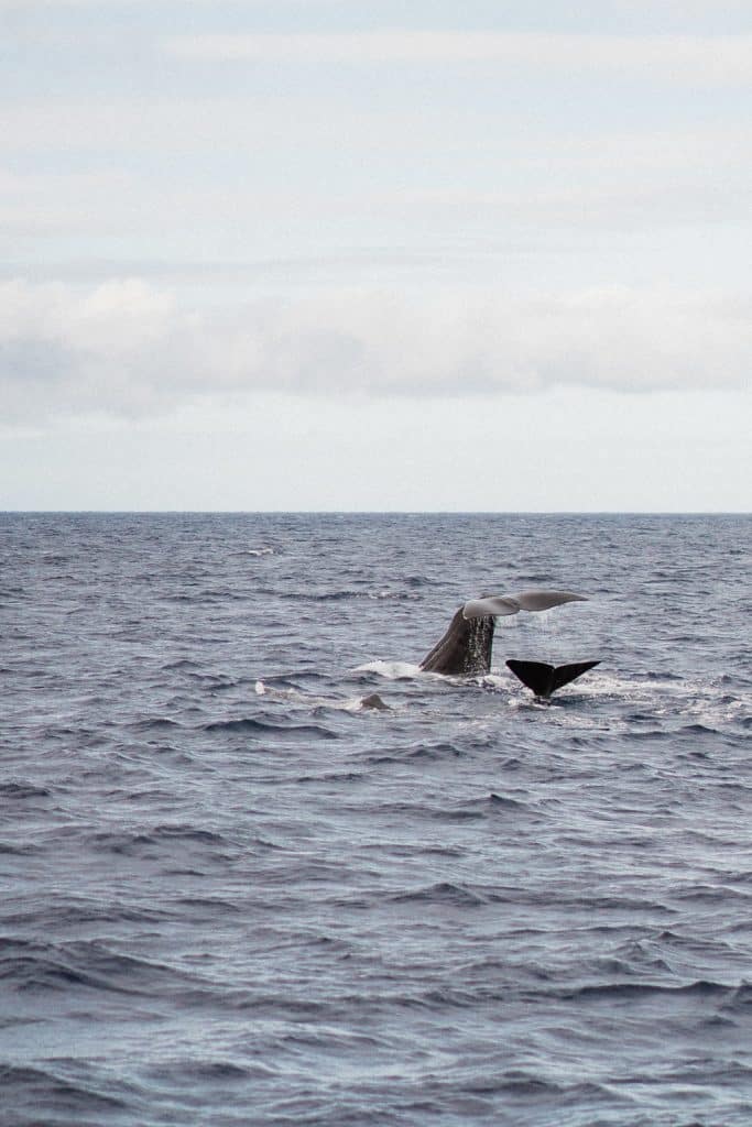 Whale watching in The Azores