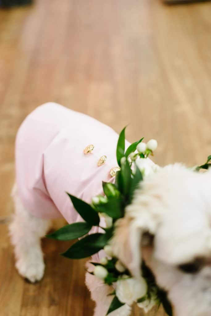 Wedding dog outfits - Hottest wedding trends right now from Breakfast Television Toronto, with wedding planner Rebecca Chan Weddings and Events