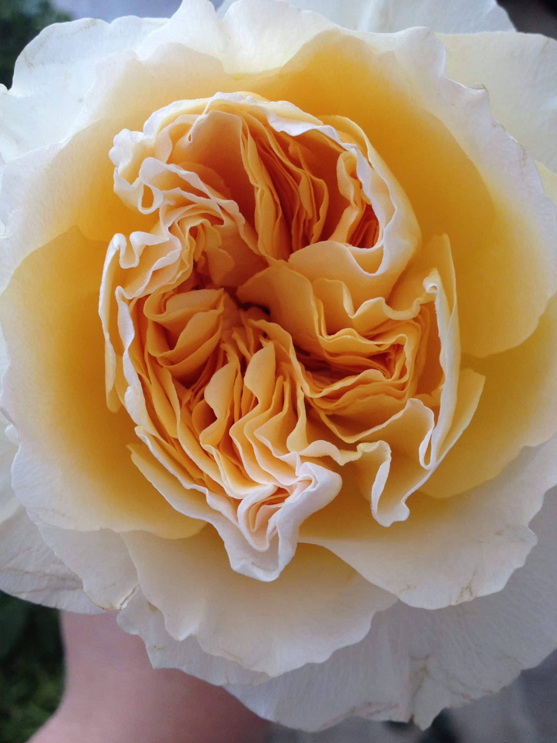 Peony alternatives for your wedding – Beatrice Garden rose