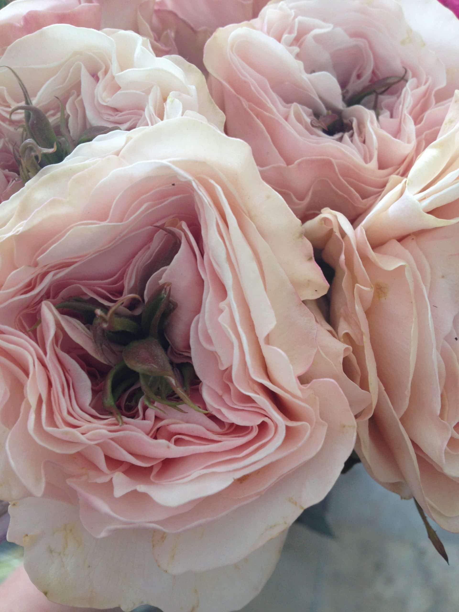 Peony alternatives for your wedding – Charity Garden rose