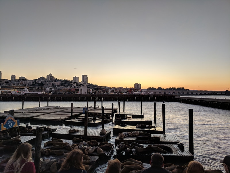 San Francisco urban getaway ideas - Sea lions at Pier 39